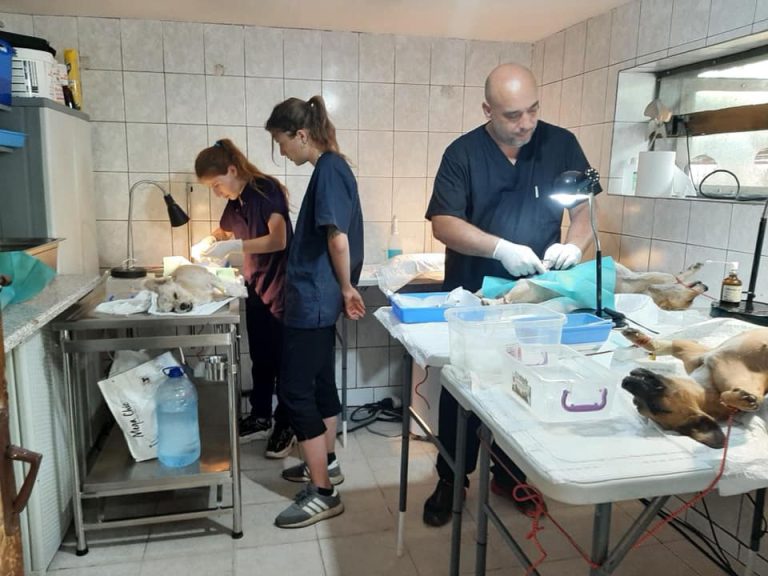 Campanie de sterilizare a câinilor și pisicilor derulată cu sprijinul Primăriei municipiului Giurgiu