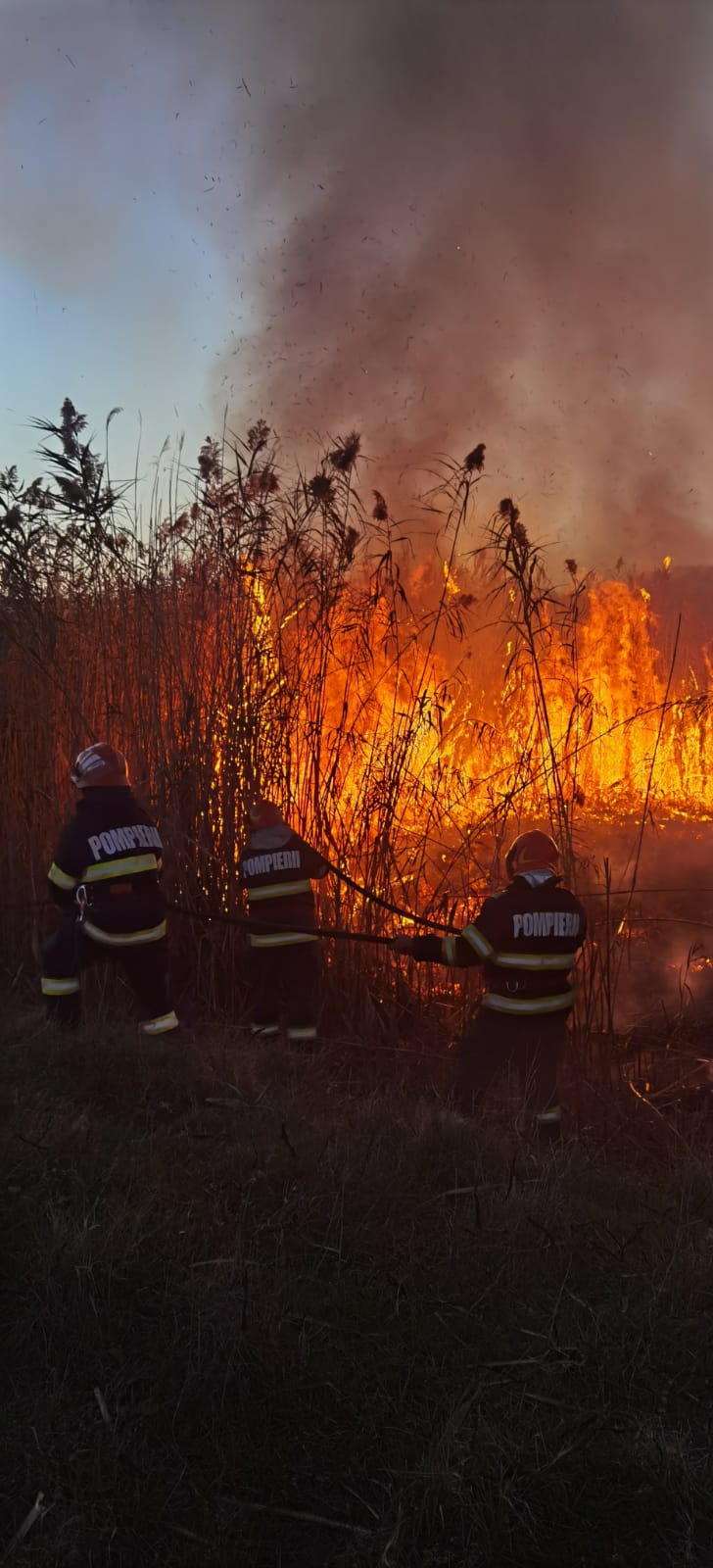 Incendiu de vegetație între localitațile Malu și Vedea