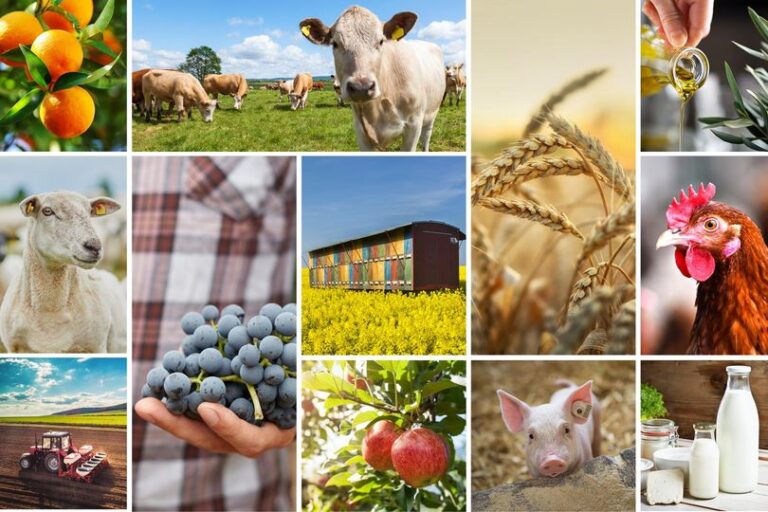 Dan MOTREANU, europarlamentar PNL: „Uniunea Europeană sprijină dezvoltarea unui sector alimentar și agricol prosper”