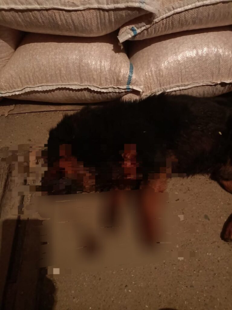 Tragedie la Frătești: Un câine otrăvit moare în chinuri, iar autoritățile deschid dosar penal