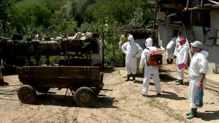 Pesta porcină și prețul exorbitant plătit de România. Vezi care este situația la Giurgiu