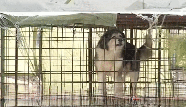 Isterie mediatică privind cazul Adăpostului de câini de la Uzunu. Directorul DSVSA Giurgiu precizează ce se va întâmpla în continuare cu animalele de acolo (VIDEO)