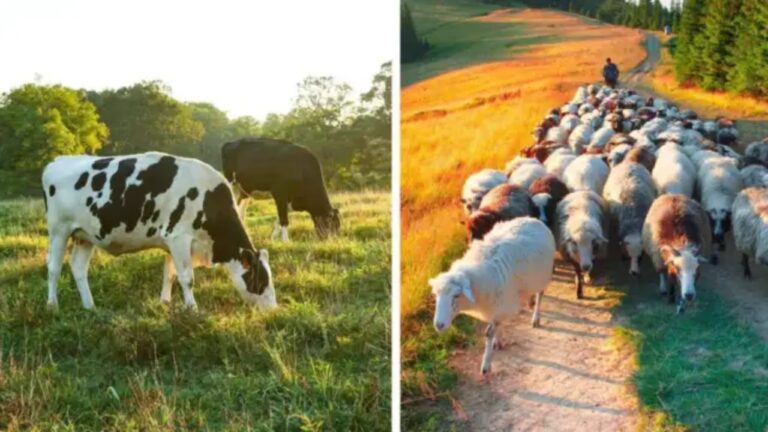 Autoritatea Naţională Sanitară Veterinară şi pentru Siguranţa Alimentelor (ANSVSA) organizează o dezbatere publică online, pentru crescătorii de ovine/caprine și bovine, luni, 16 martie