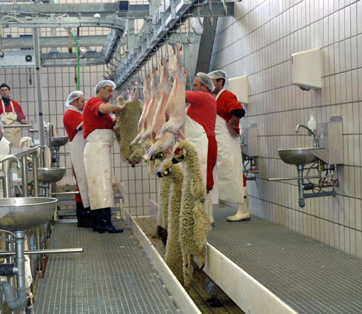 Înainte de Paște, fermierii giurgiuveni își pot sacrifica mieii destinați comercializării, în  cele două abatoare autorizate din județ