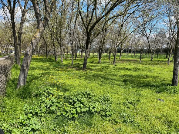 Parcul Tineretului, cunoscut și sub numele de Parcul fără nume, va purta numele fostului primar al municipiului Giurgiu, Lucian Iliescu