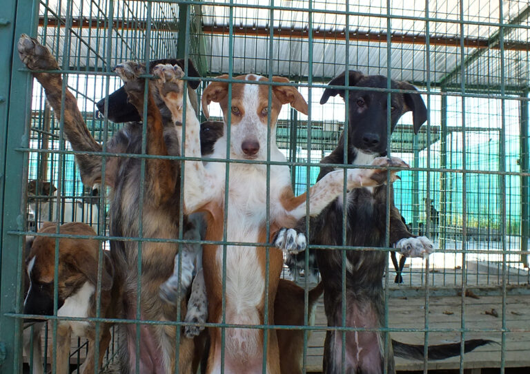 Cum ajung câinii din adăpost, „produse de export” vândute pe bani mulți de către „așa zișii iubitori de animale”