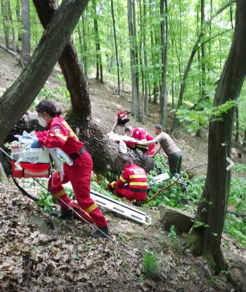 Tragedie în pădurea Sterea din Clejani: un bărbat de 48 de ani a murit strivit de un copac