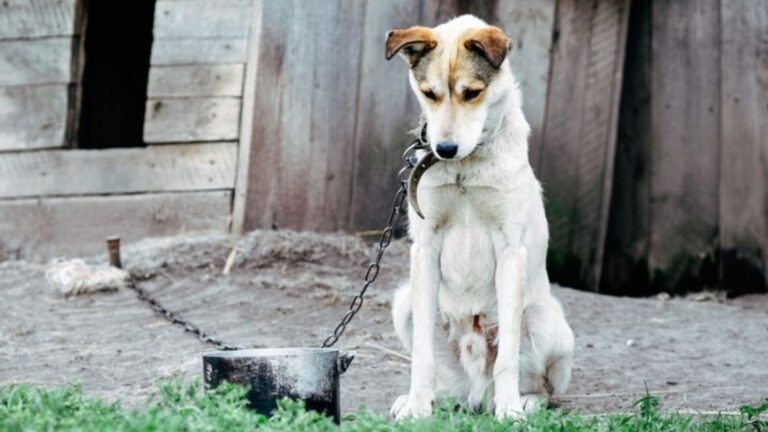Parlamentarii au uitat de războiul politic și s-au unit pentru a adopta un proiect de lege privind reguli stricte de ținere a câinilor în lanț