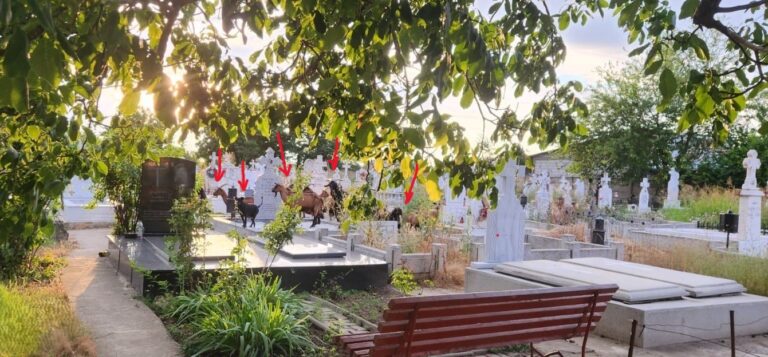 Nici în cimitir nu mai ai liniște! În satul Remuș, din comuna Frătești, caprele au ieșit la păscut printre monumentele funerare, cățărându-se pe cavouri!
