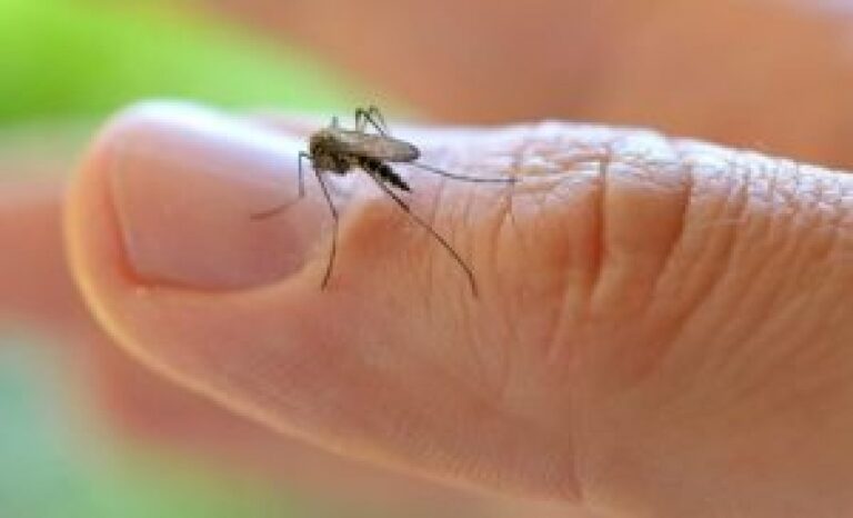West Nile în România: 46 de cazuri și două decese. Câte au fost depistate  în Giurgiu?