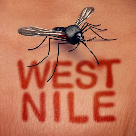 ALERTĂ LA GIURGIU! Virusul West Nile, confirmat la un bărbat de 71 de ani. Primăria intensifică dezinsecția