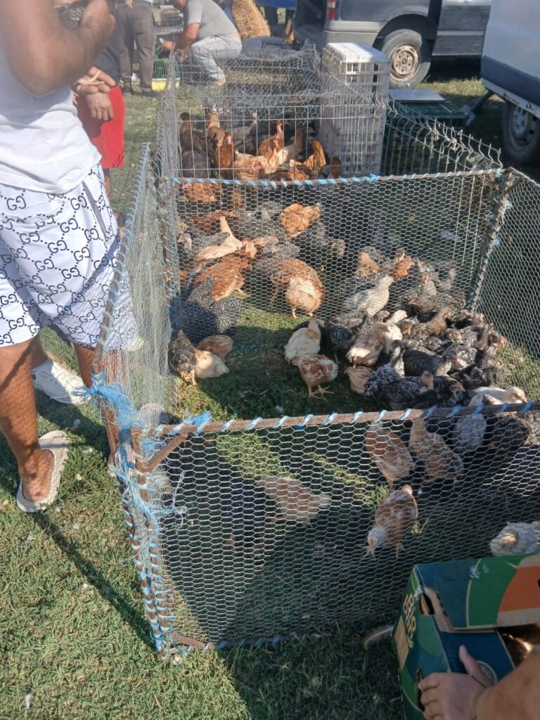 Deși în Călugăreni au fost confirmate 3 focare de pestă porcină africană,  în ciuda tuturor restricțiilor, duminică, în Târg, se vindeau baloți de lucernă și animale vii