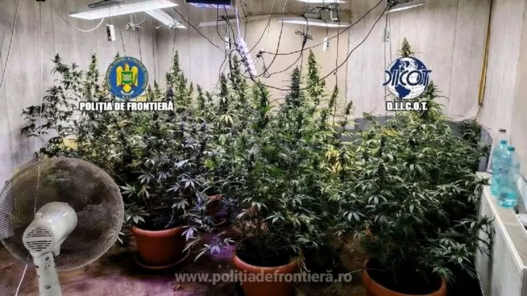 Patru persoane din județul Giurgiu, reținute pentru trafic de droguri. Polițiștii au găsit locul în care aceștia cultivau plante de canabis