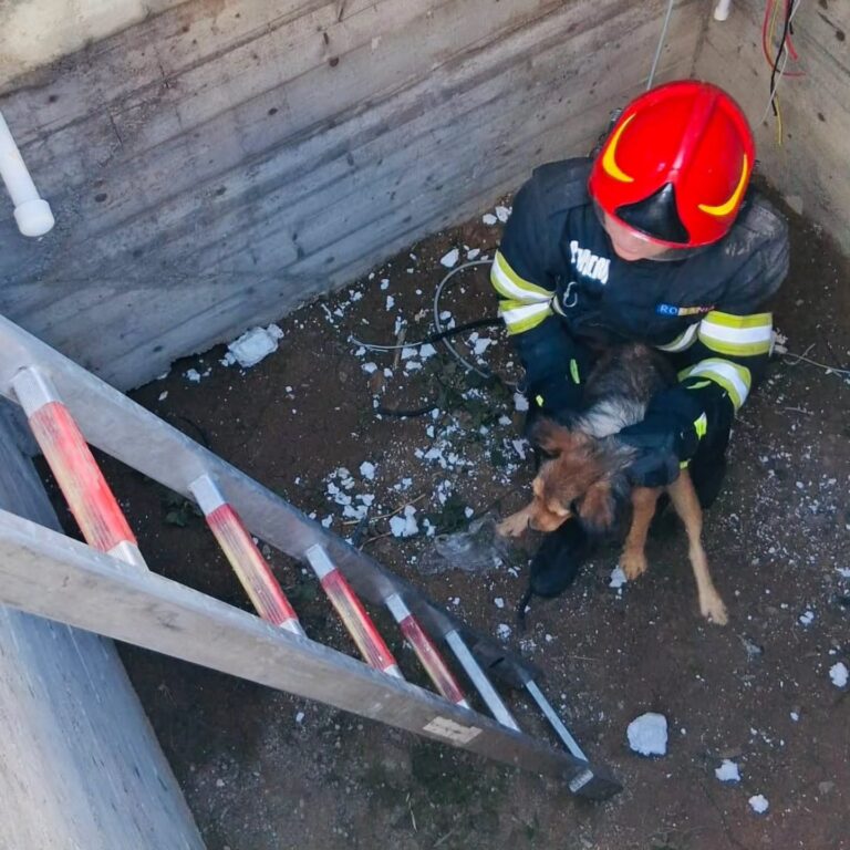 Pompierii giurgiuveni, îngeri păzitori pentru două animale aflate în situații dificile