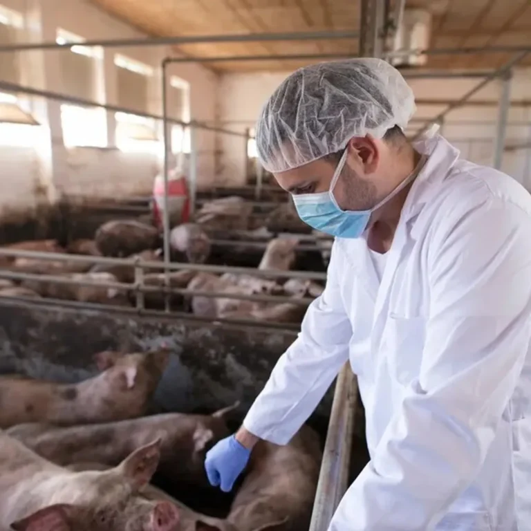 DSVSA Giurgiu: Niciun focar activ de pestă porcină africană, pe raza județului Giurgiu